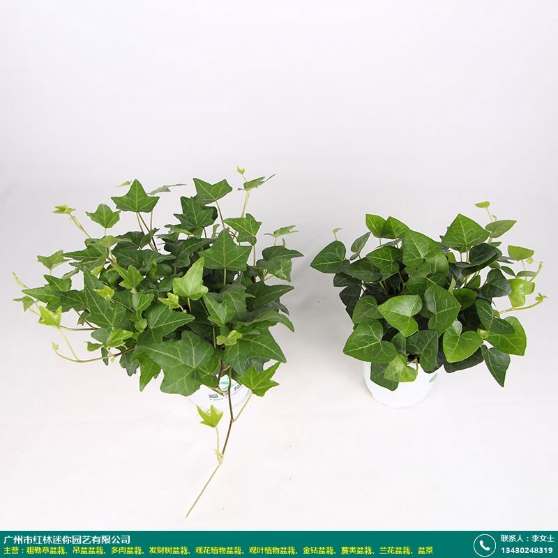 [观叶植物盆栽]常春藤盆栽,小富贵盆栽,绿萝盆栽,文竹盆栽