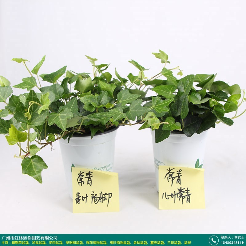 宠物及园艺 盆栽,盆景 盆栽 珠海常春藤盆栽_红林园艺_厂家介绍_产品