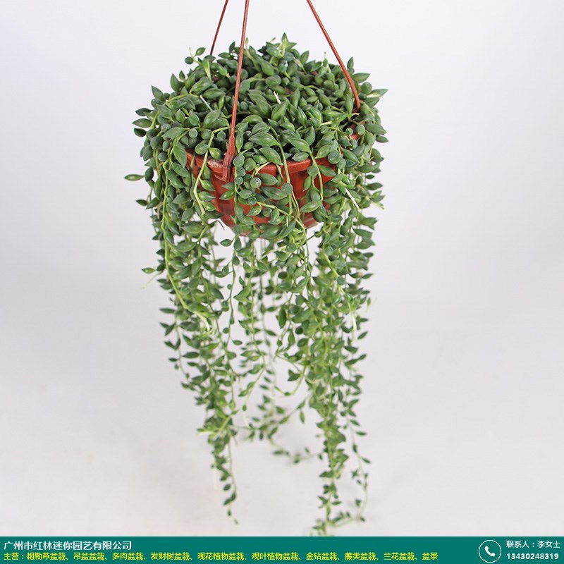 真花卉吊盆盆栽现货_红林园艺_佛珠_植物_室内_真花卉