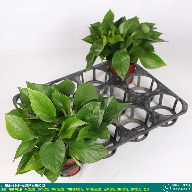 家庭种植北京绿萝盆栽品种红林园艺